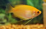 trichogaster chuna mary gold €4,95, Dieren en Toebehoren, Vissen | Aquariumvissen, Vis, Zoetwatervis