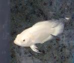 Albino lemon oscar (pauwoog cichlide) 6-7 cm!!!, Dieren en Toebehoren, Vissen | Aquariumvissen, Zoetwatervis, Vis