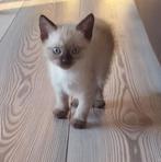 Siamees kitten, Dieren en Toebehoren, Katten en Kittens | Raskatten | Korthaar, Geslacht onbekend, Ontwormd, 0 tot 2 jaar
