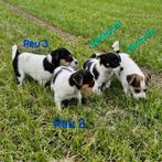 Boerenfox pups - puppies, Dieren en Toebehoren, Overige rassen, 8 tot 15 weken, CDV (hondenziekte), Meerdere