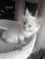 Te koop: Raszuivere Ragdoll kittens., Dieren en Toebehoren, Katten en Kittens | Raskatten | Langhaar, Meerdere dieren, Gechipt