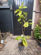Magnolia Yellow Lantern, Tuin en Terras, Overige soorten, Minder dan 100 cm, Zomer, Ophalen