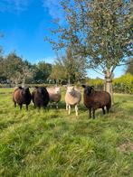 Ooi lammeren, Dieren en Toebehoren, Schapen, Geiten en Varkens, Vrouwelijk, Schaap