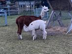 Mooie bonte alpaca hengst, Dieren en Toebehoren, Overige Dieren, Juni, Mannelijk