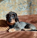 Dekreu teckel reu dekking., Dieren en Toebehoren, 6 jaar of ouder, Eén hond, Nederland, Particulier