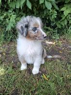 Schitterende Australian Shepherd pups!! ( Aussie), Dieren en Toebehoren, Nederland, 8 tot 15 weken, CDV (hondenziekte), Meerdere