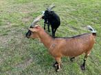 2 mooie gecastreerde geitenbokken te koop., Dieren en Toebehoren, Schapen, Geiten en Varkens, Mannelijk, Geit