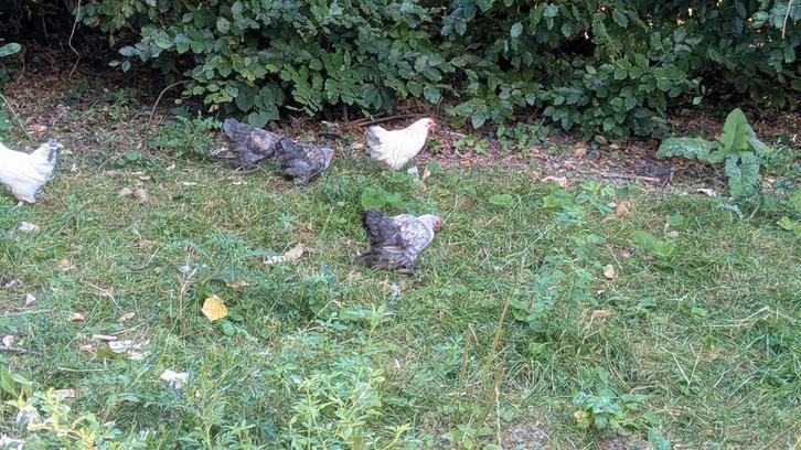 5 leuke kuikens ongeveer 7 weken oud te koop, Dieren en Toebehoren, Pluimvee, Kip