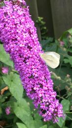 Vlinderstruik Giant Lila, biologisch, grote pluimsoort, heer, Volle zon, Vaste plant, Zomer, Ophalen