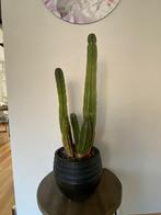 Zwarte stenen pot met 3 cactussen, Ophalen, Halfschaduw, Minder dan 100 cm