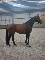 2.5 jarige kwpn merrie Cachet L x Skydancer, Dieren en Toebehoren, Paarden, Merrie, Gechipt, Dressuurpaard, 0 tot 2 jaar