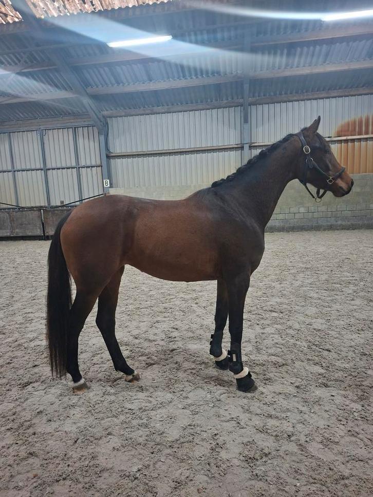 2.5 jarige kwpn merrie Cachet L x Skydancer, Dieren en Toebehoren, Paarden, Merrie, Onbeleerd, 160 tot 165 cm, 0 tot 2 jaar, Dressuurpaard