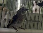 Major Putters 2025, Meerdere dieren, Wildzangvogel, Geringd
