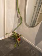Disocactus ackermannii, Huis en Inrichting, Kamerplanten, Ophalen of Verzenden, Overige soorten, Minder dan 100 cm