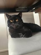 Britse Koorthaar Katten British Short Hair, Dieren en Toebehoren, Katten en Kittens | Overige Katten, Meerdere dieren, Kortharig