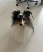 Hondenoppas aangeboden Hondenopvang - Honden Oppas, Dieren en Toebehoren, Verzenden, Nieuw