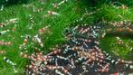 Cristal black garnalen, Dieren en Toebehoren, Vissen | Aquariumvissen