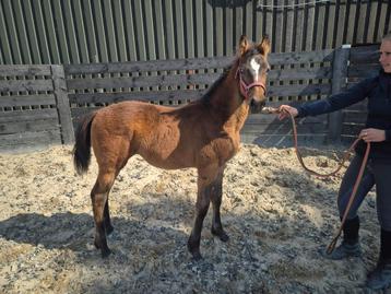 Stoer merrie veulen (mauro turfhorst x oscar) beschikbaar voor biedingen