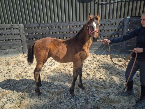 Stoer merrie veulen (mauro turfhorst x oscar), Dieren en Toebehoren, Paarden, Merrie, Onbeleerd, Minder dan 160 cm, 0 tot 2 jaar