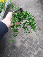 Vinca Minor - Kleine Maagdenpalm - Aanbieding!, Ophalen, Bodembedekkers, Vaste plant, Halfschaduw