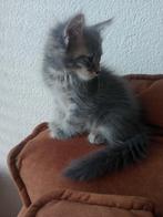 Maine Coon kitten, Dieren en Toebehoren, Katten en Kittens | Raskatten | Langhaar, Poes, Gechipt
