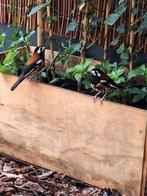 Kastanjeruglijsters., Dieren en Toebehoren, Vogels | Overige Vogels, Meerdere dieren, Tropenvogel, Geringd