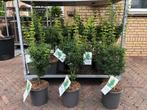 Japanse esdoorn Acer shigigashira en aureum, Vaste plant, Bloeit niet, Halfschaduw, Ophalen