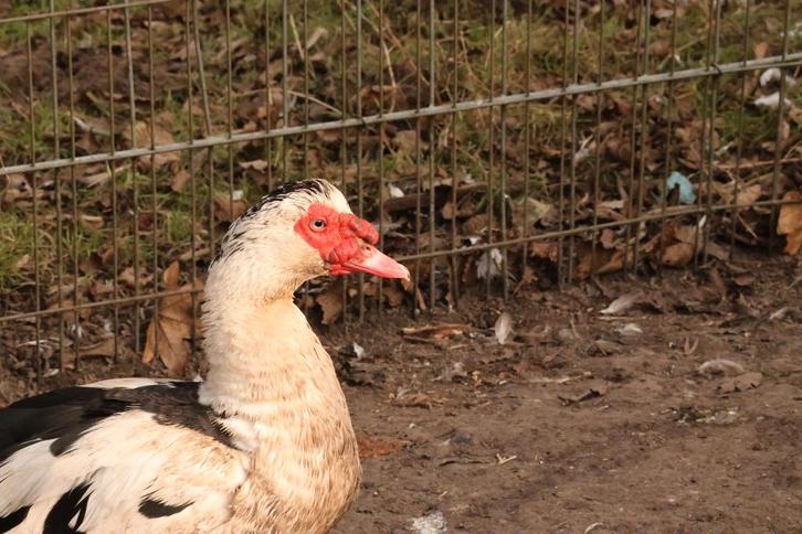 Kaapse eenden, muskus eenden, Dieren en Toebehoren, Pluimvee, Eend, Meerdere dieren