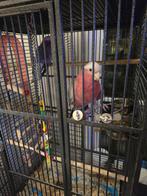 Rose kaketoe, Dieren en Toebehoren, Vogels | Parkieten en Papegaaien, Mannelijk, Pratend