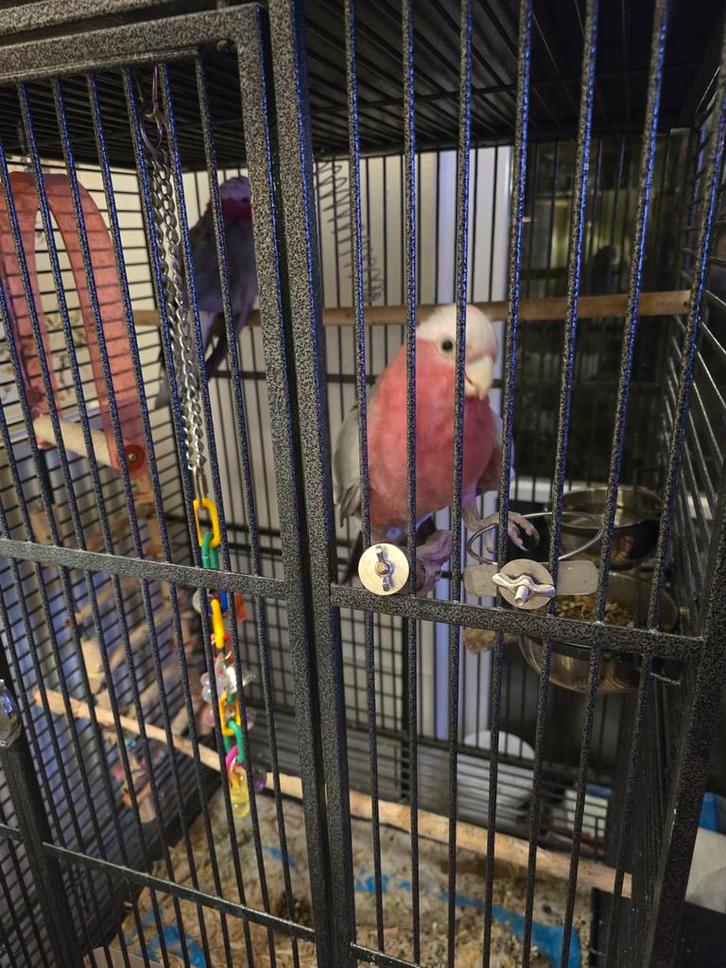 Rose kaketoe, Dieren en Toebehoren, Vogels | Parkieten en Papegaaien, Mannelijk, Pratend, Tam, Geringd