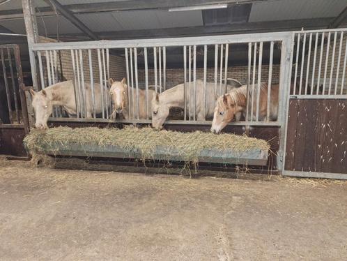 Kleinschalige opfok aangeboden, voor merrieveulen van 2025, Dieren en Toebehoren, Stalling en Weidegang, Opfok