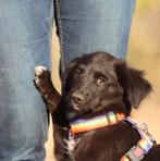 GaGa Animal Care - MANOR (kan eind Okt naar NL komen), Dieren en Toebehoren, Honden | Niet-rashonden, Particulier, Rabiës (hondsdolheid)