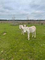 2 jaarling ezels merrie en ruin, Dieren en Toebehoren, Juli, Meerdere dieren