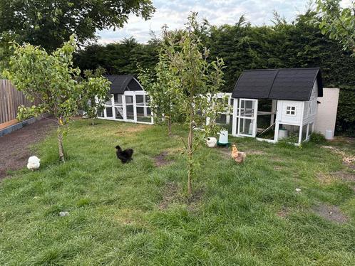 2 x kippenhokken met 4 stuks krielkippen, Dieren en Toebehoren, Pluimvee | Toebehoren, Zo goed als nieuw, Ophalen