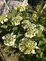 Viburnum opulus Compactum - Gelderse Roos, Vaste plant, Halfschaduw, Lente, Ophalen