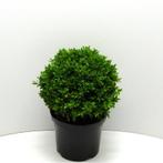 Buxus Sempervirens - Buxushaag g63385, Tuin en Terras, Planten | Tuinplanten, Ophalen of Verzenden