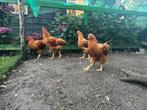 Mooie jonge New Hanpshire hanen, Dieren en Toebehoren, Pluimvee, Mannelijk, Kip