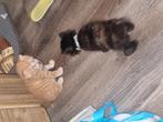 2 super lieve kittens te koop, Dieren en Toebehoren, Katten en Kittens | Overige Katten, Meerdere dieren, Kortharig, 0 tot 2 jaar