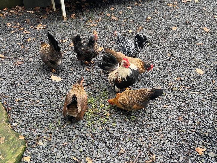 Serama krielkippen, Dieren en Toebehoren, Pluimvee, Kip