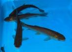 Graskarpers 25-30cm €19,95. PlantenfiltersTricklefilters PVC, Karper of Koi