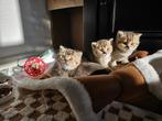 Britse korthaar kittens, Dieren en Toebehoren, Gechipt