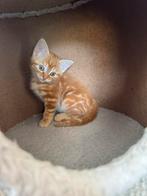 Prachtige rode poesjes en 1 kater, kittens, Dieren en Toebehoren, Katten en Kittens | Raskatten | Korthaar, Meerdere dieren, Ontwormd