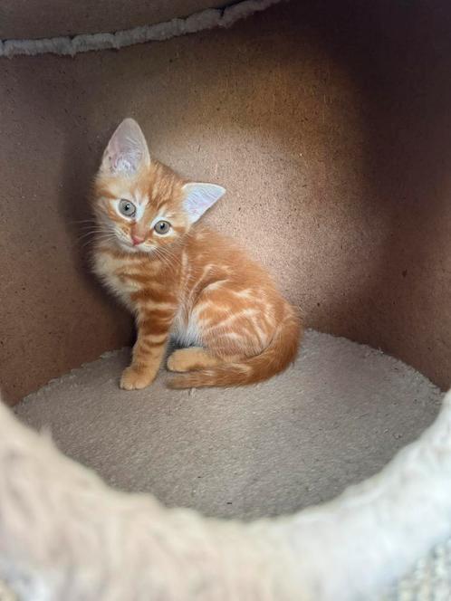 Prachtige rode poesjes en 1 kater, kittens, Dieren en Toebehoren, Katten en Kittens | Raskatten | Korthaar, Meerdere dieren, Ontwormd