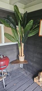 kunstplant, Ophalen, Gebruikt, Binnen