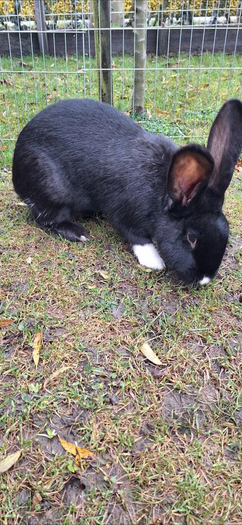 Lieve vlaamse reus, Dieren en Toebehoren, Konijnen, Groot, Vrouwelijk