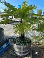 Trachycarpus palm in half wijnvat, Ophalen