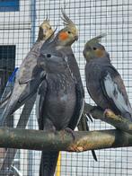 Jonge valkparkieten van april en mei, Dieren en Toebehoren, Vogels | Parkieten en Papegaaien, Geslacht onbekend, Parkiet, Tam