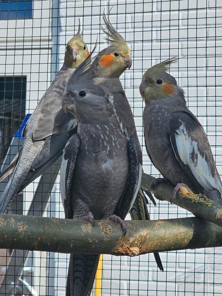 Jonge valkparkieten van april en mei, Dieren en Toebehoren, Vogels | Parkieten en Papegaaien, Parkiet, Geslacht onbekend, Tam