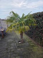 Palmboom 2 meter wintervast, Tuin en Terras, Planten | Bomen, 100 tot 250 cm, Zomer, Palmboom, Ophalen