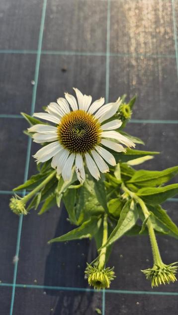 Zonnehoed (Echinicea pupurea 'Alba' beschikbaar voor biedingen